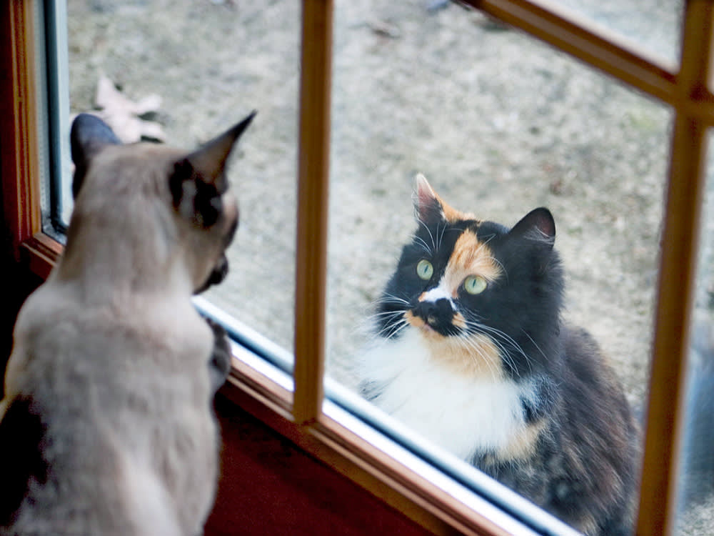 a tortoiseshell cat looks through the window at a siamese cat