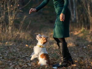 Woman in green dress and black boots training her Jack Russell Terrier puppy to spin in a field outside