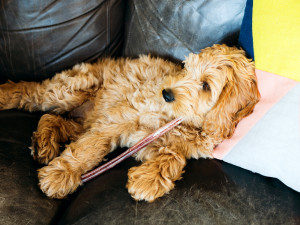A Golden Doodle puppy chewing on a bully stick while laying on a bright colored pillow on a black couch 