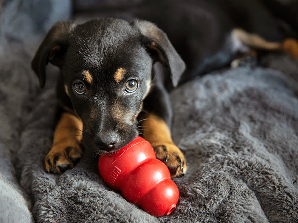 Small black puppy chewing on a Kong toy.