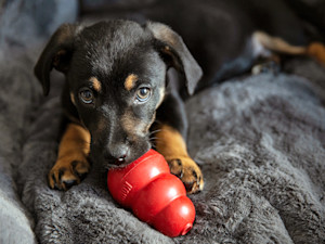 Small black puppy chewing on a Kong toy.