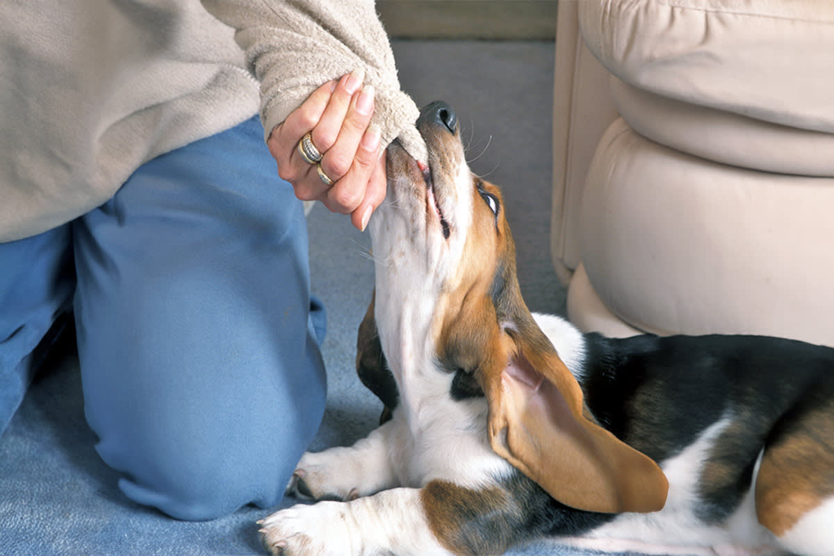dog chewing on pet parent's sleeve