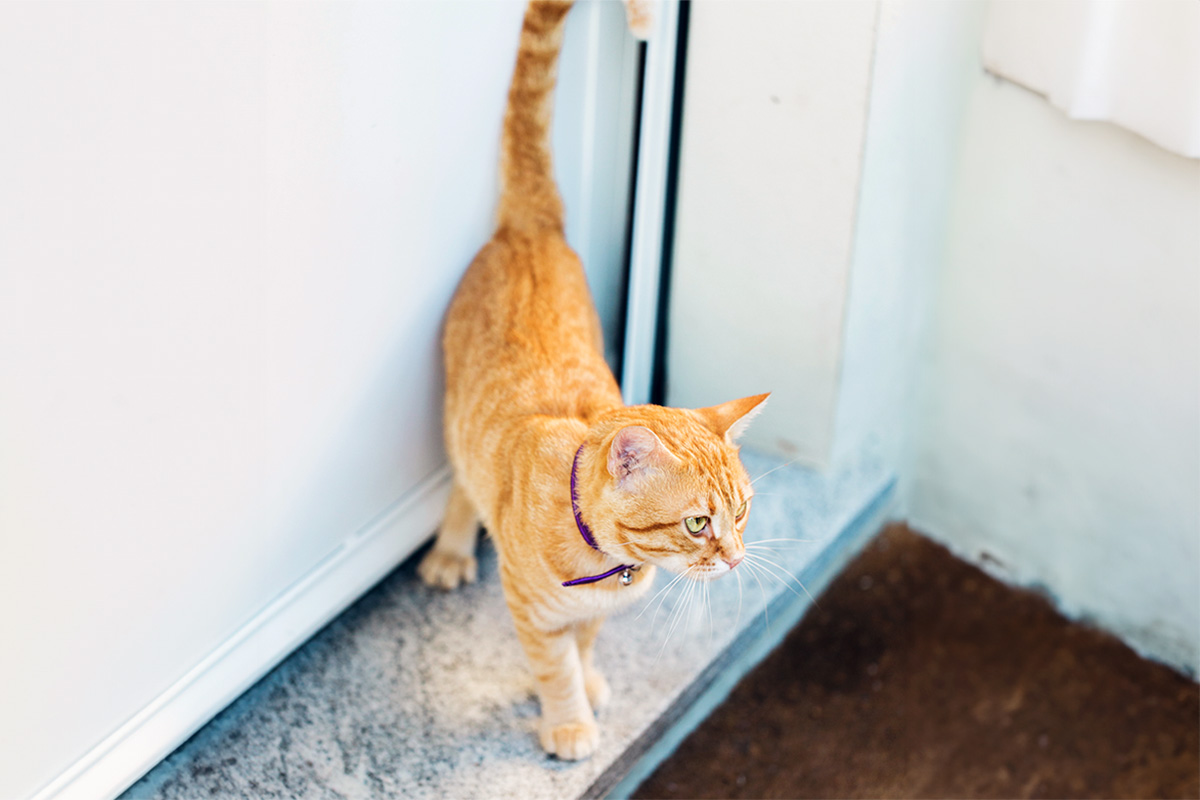 Cat entering a door