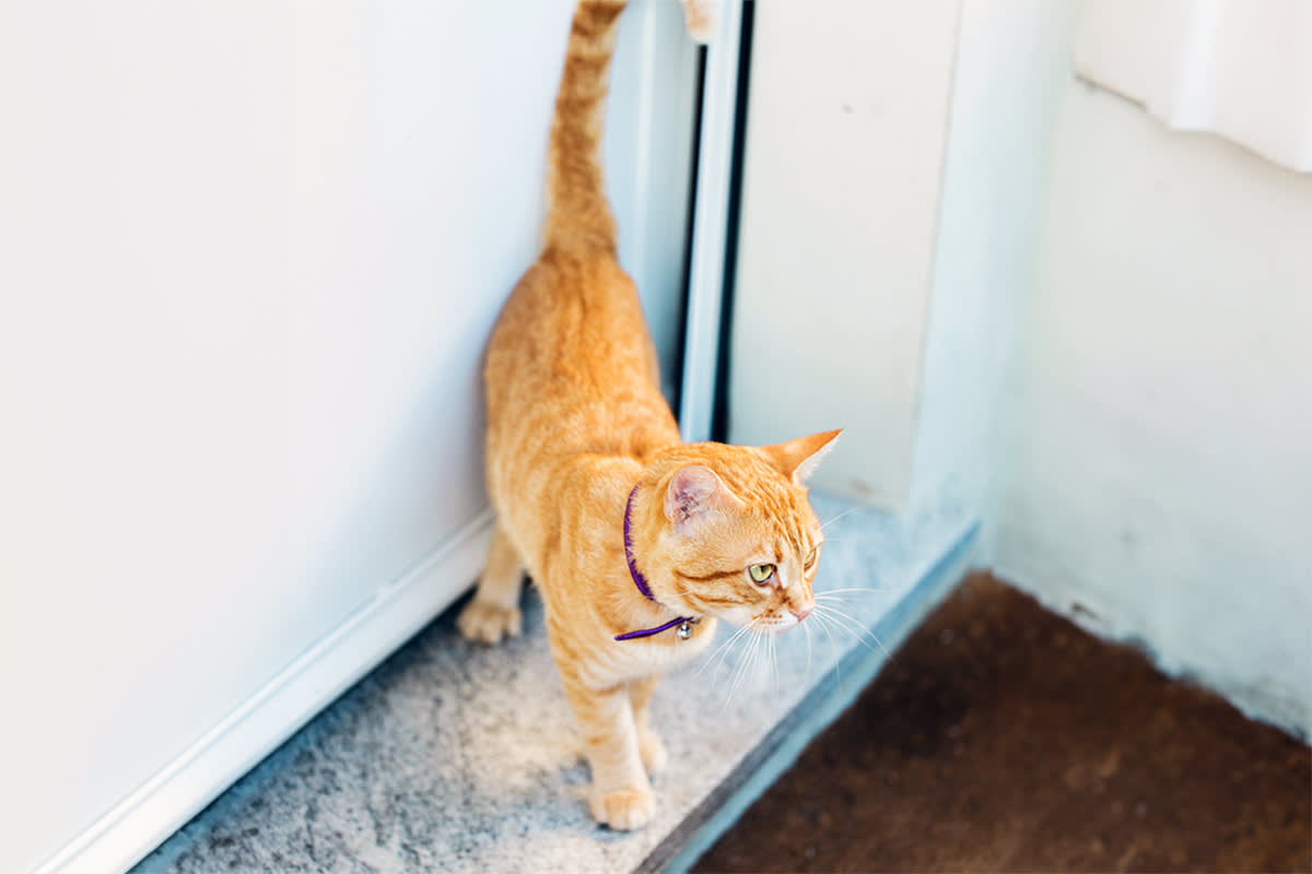 Cat entering a door