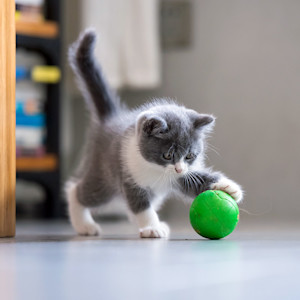 Small kitten playing with a rubber ball at home.