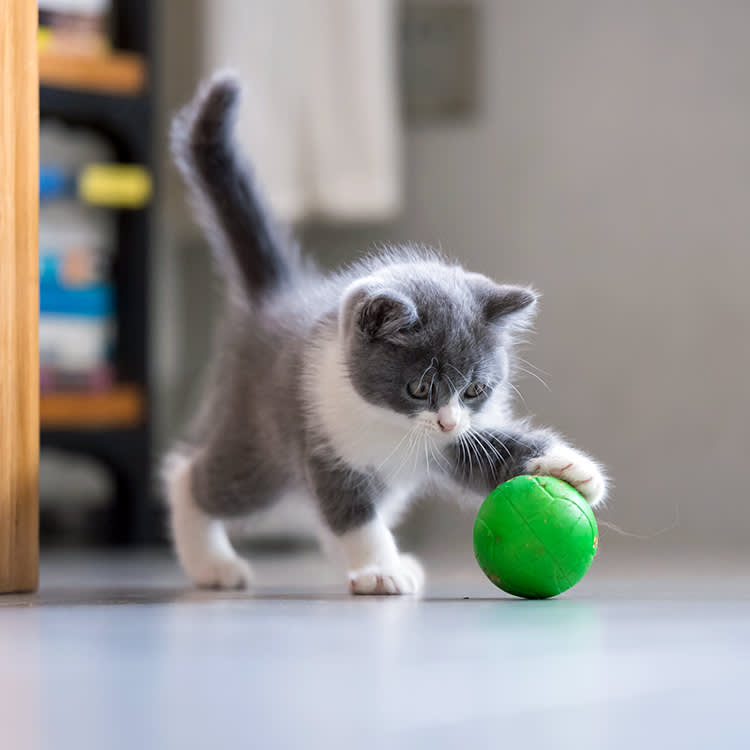 Small kitten playing with a rubber ball at home.