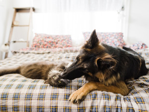 A German shepherd and cat play affectionately in a bed.

