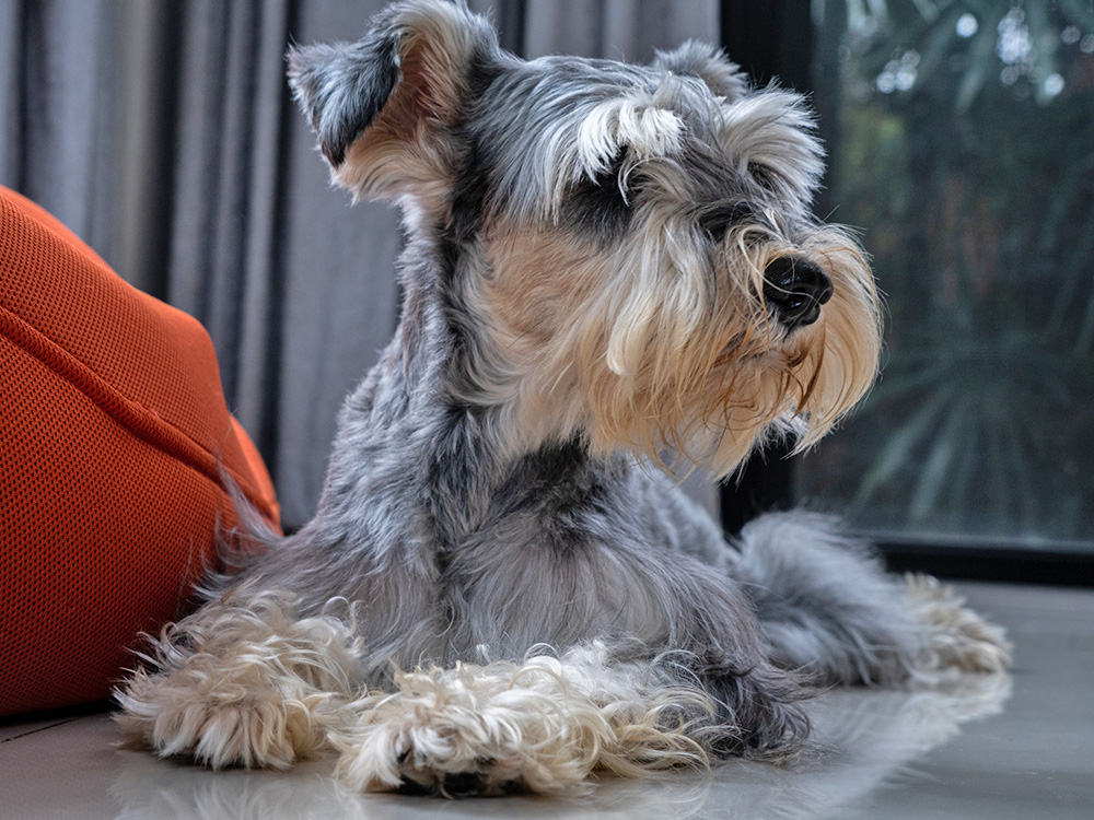 Miniature schnauzer