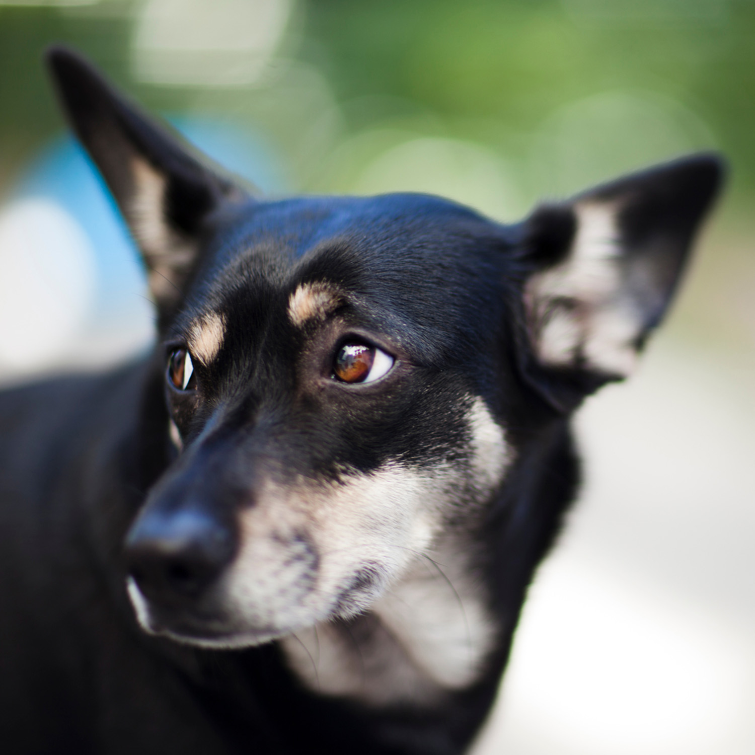 black dog looking to the side 