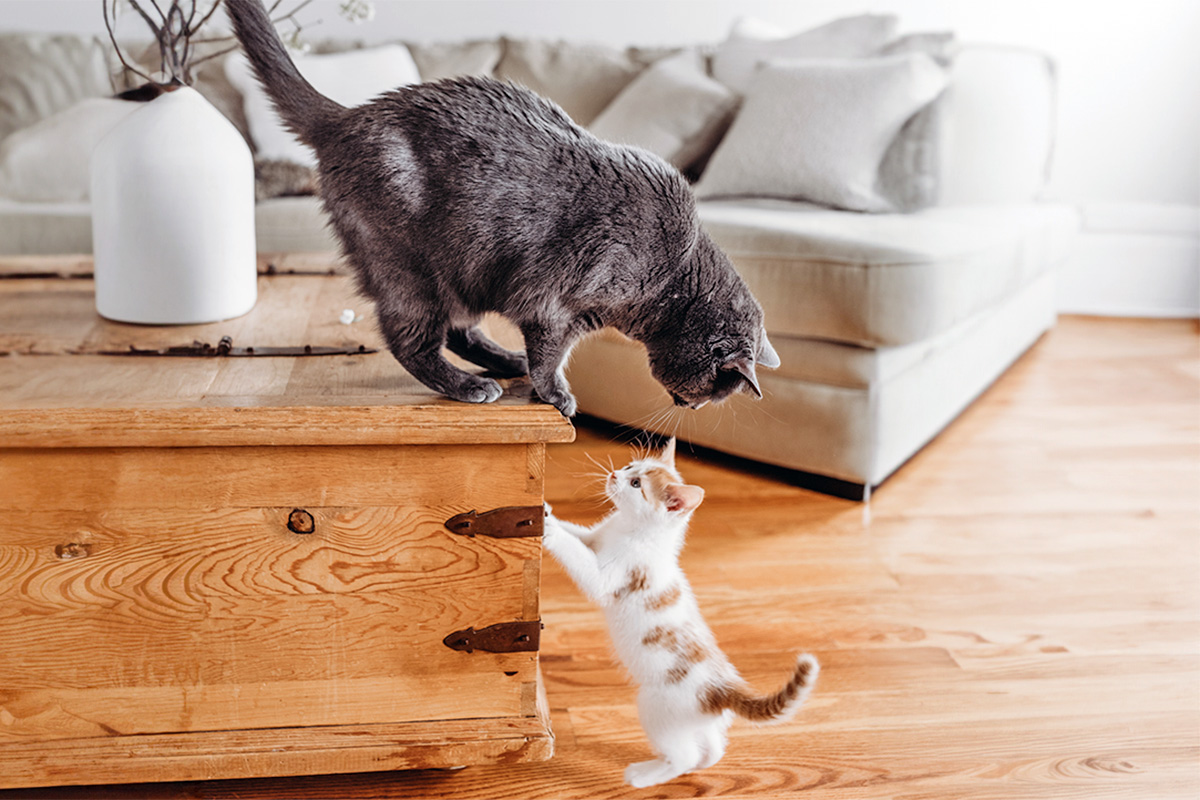 two cats looking at each other