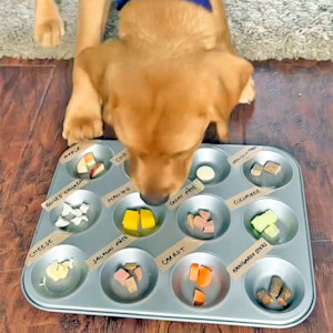 Dog exploring different foods in a muffin tin.