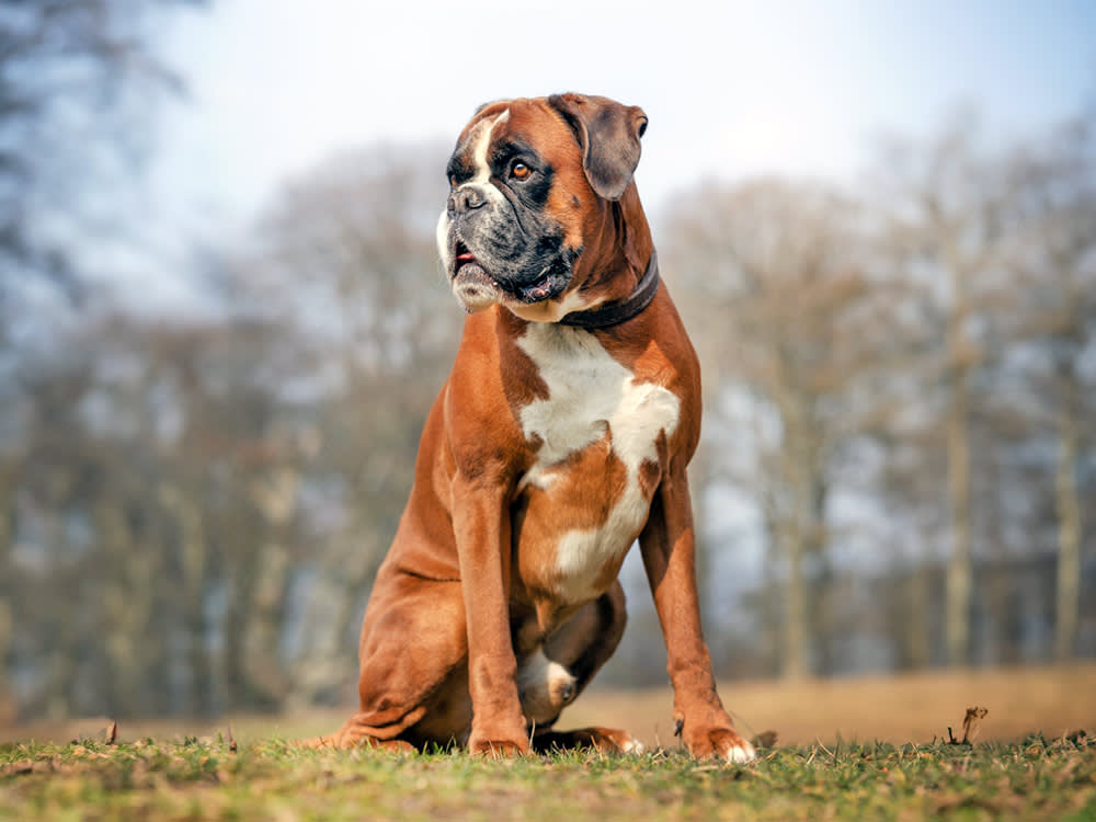 A large brown-colored dog with a white belly stands atop of field, looking to the left.