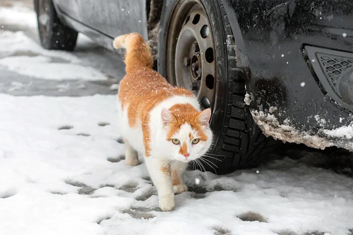A cat walks outside in the snow.