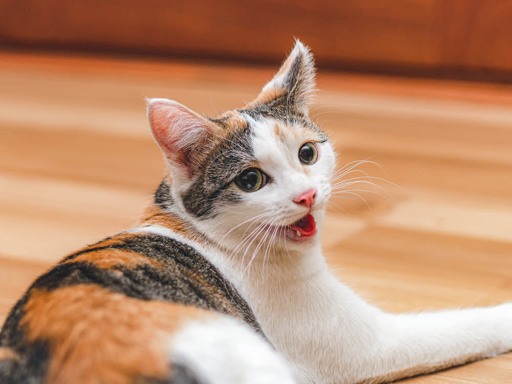 kitten lying on the floor breathing through his mouth