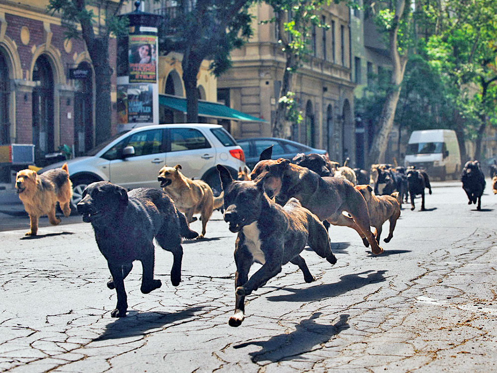 multiple dogs running in White God