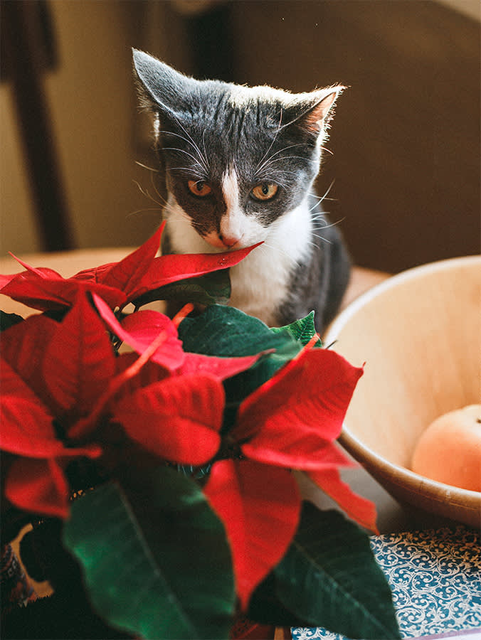 Grey cat snifing red poinsettia on the table.