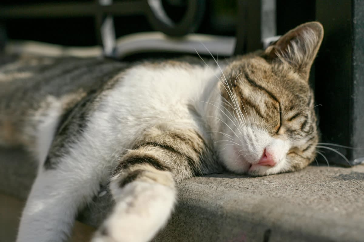 tabby cat sleeping in the sun