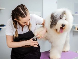 a groomer with french plaits cuts the nails of a very fluffy dog