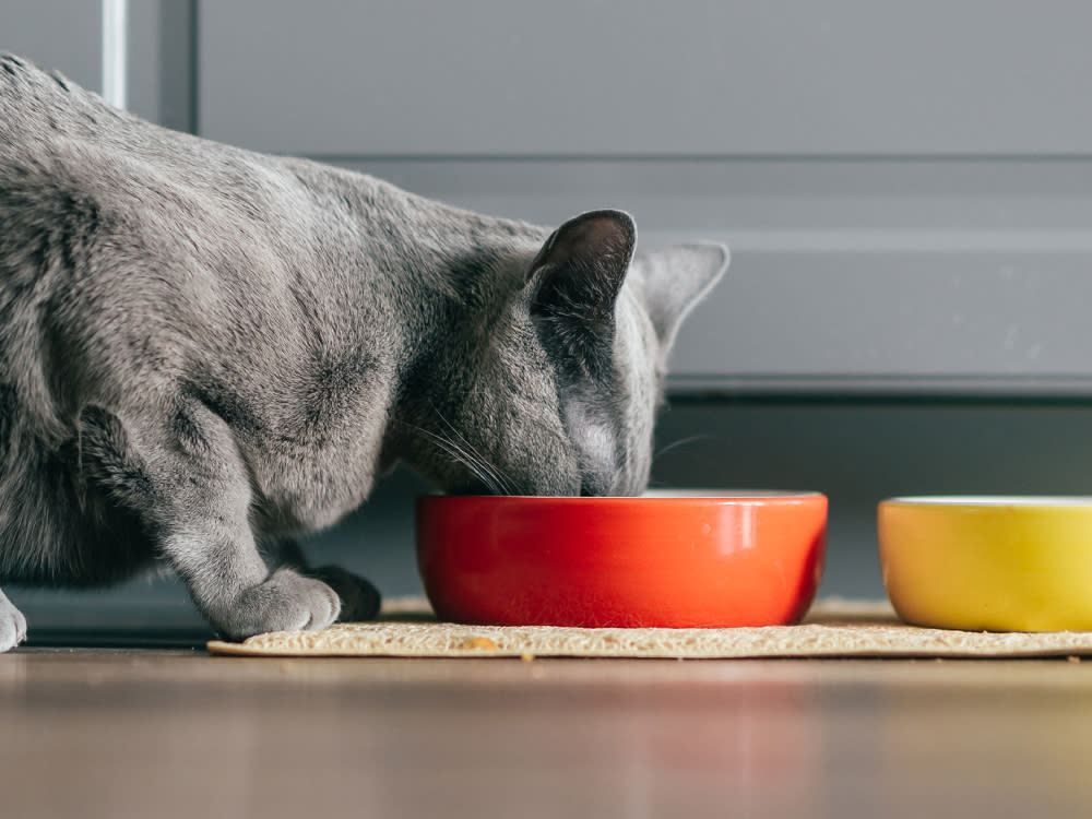 Gray cat eating out of an orange bowl 