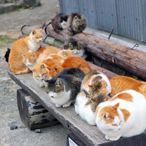 Several cats lying on a bench