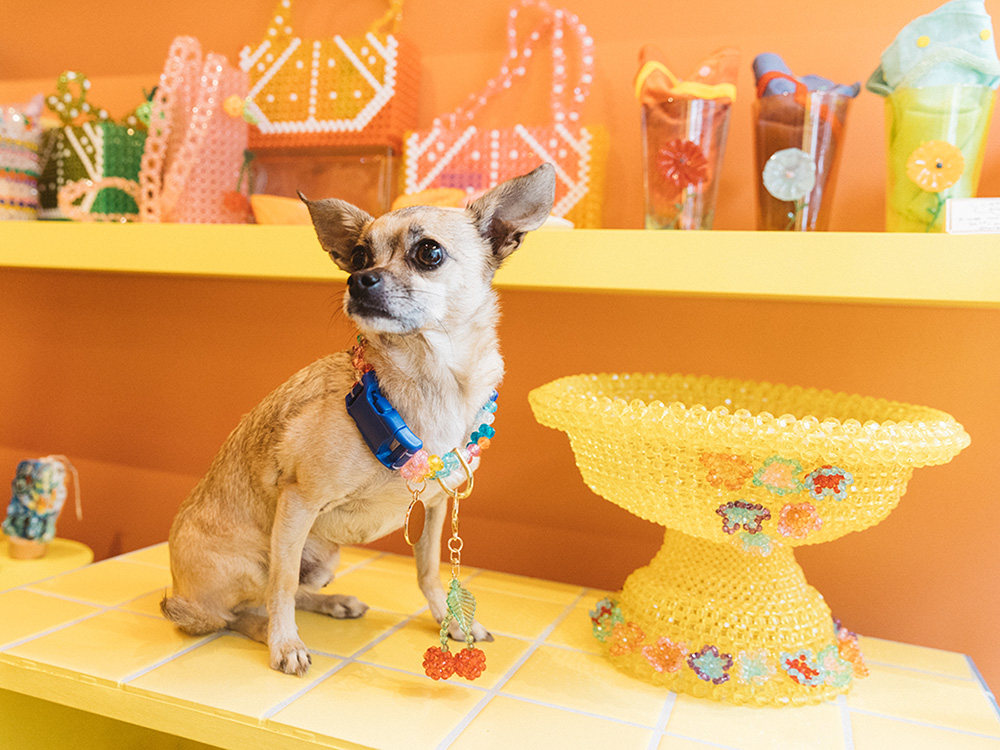 Susan Alexandra's rescue Chihuahua, Pigeon