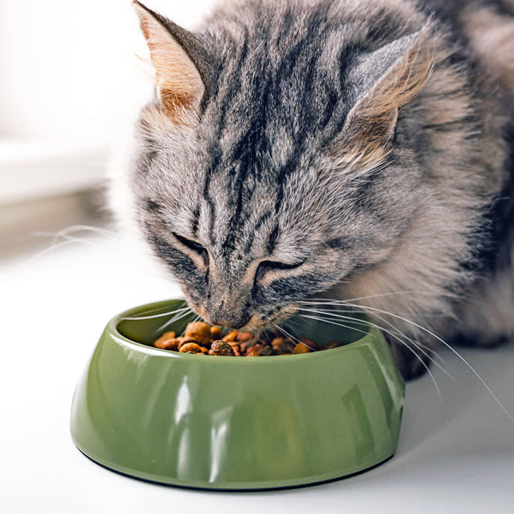 Cat eating kibble from a bowl.