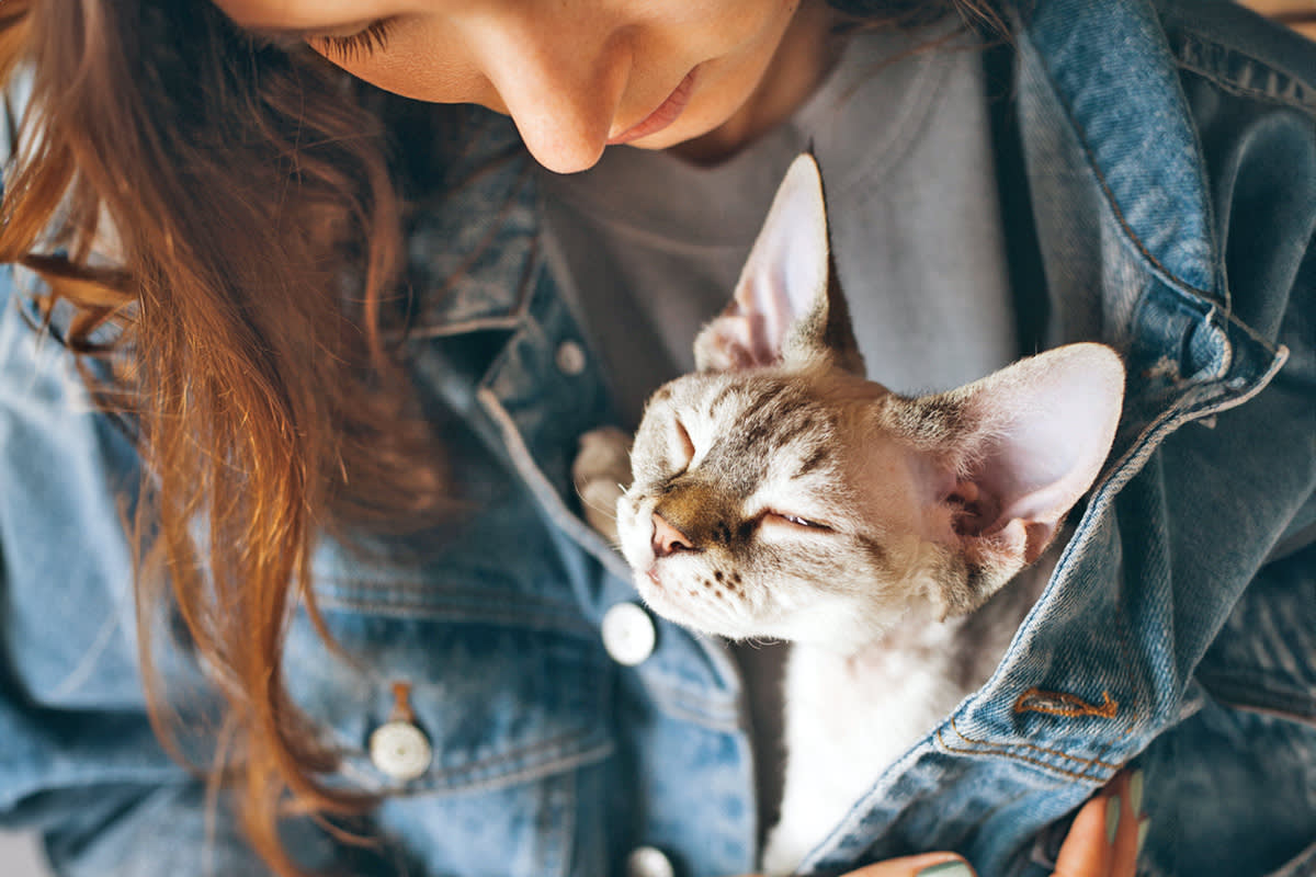 cat cuddles mom inside her denim jacket