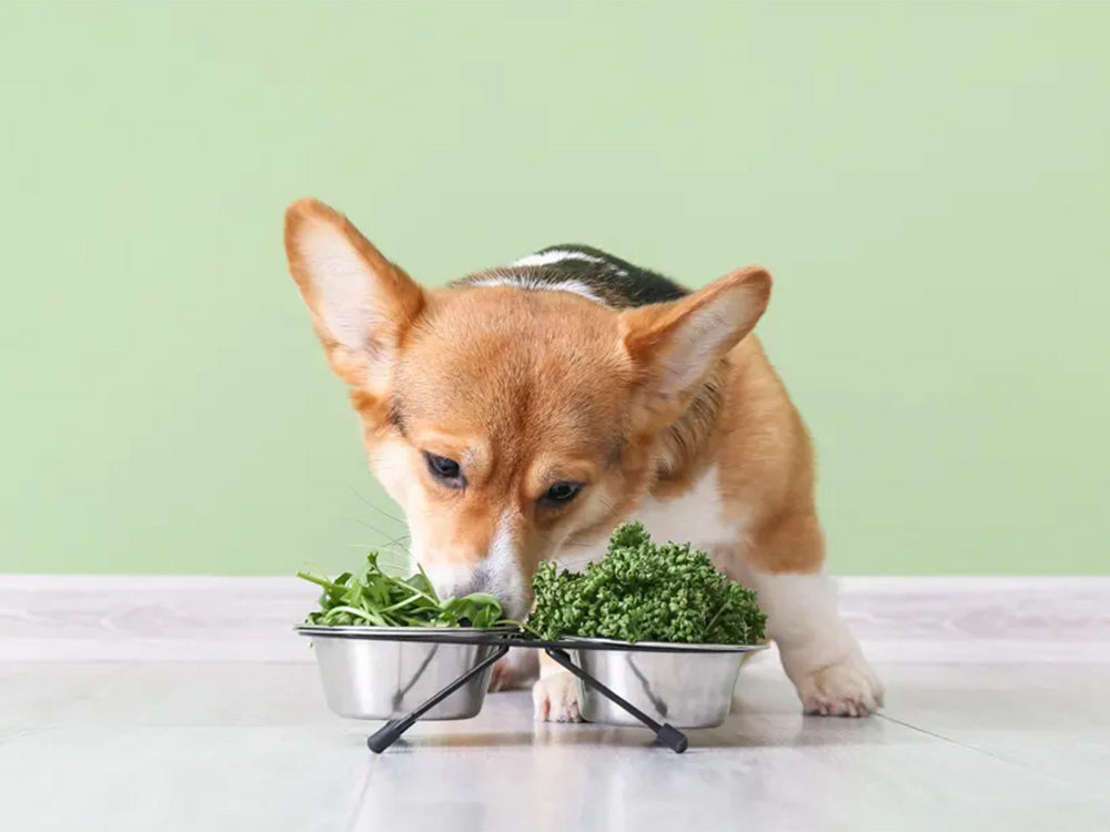 a dog eating kale