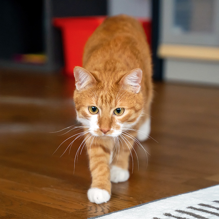 Cute orange cat getting ready to pounce at home.