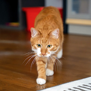 Cute orange cat getting ready to pounce at home.