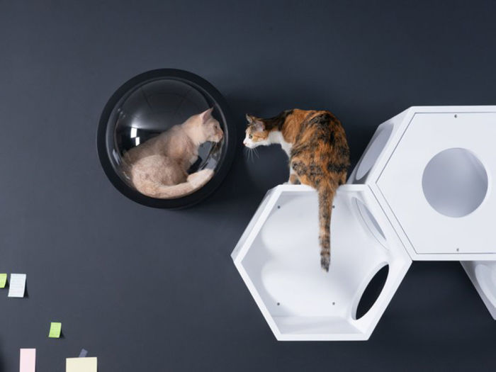 cats on wall furniture