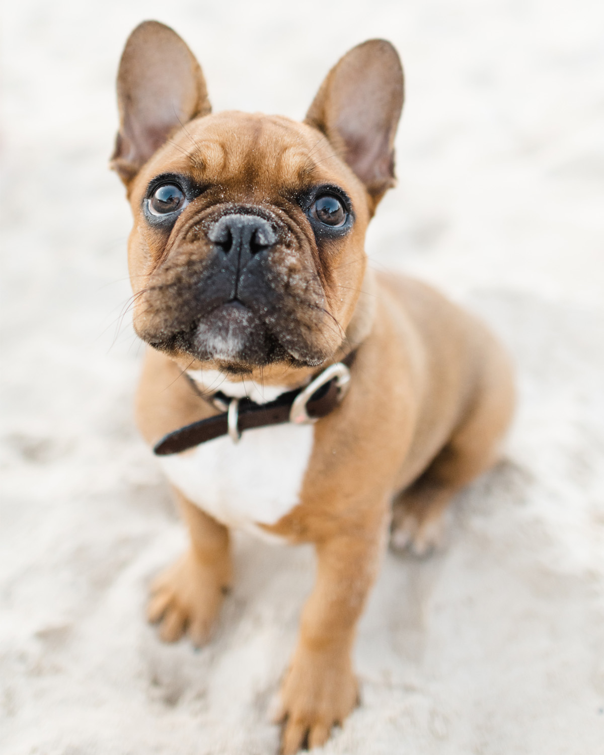 brown french bulldog sat in sand