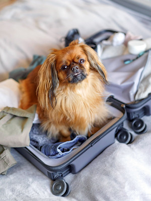 Tibetan Spaniel dog sitting in a suitcase
