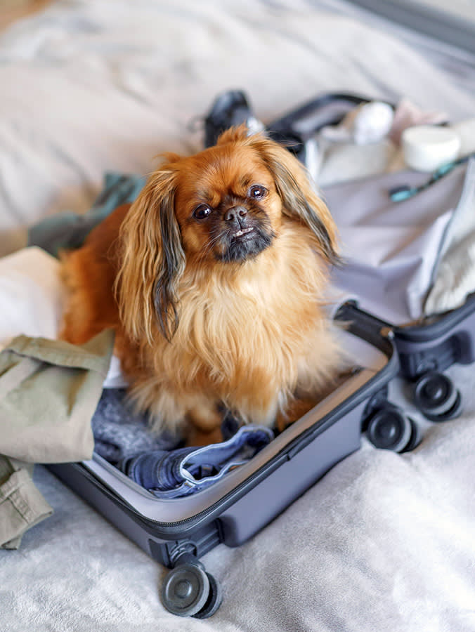 Tibetan Spaniel dog sitting in a suitcase