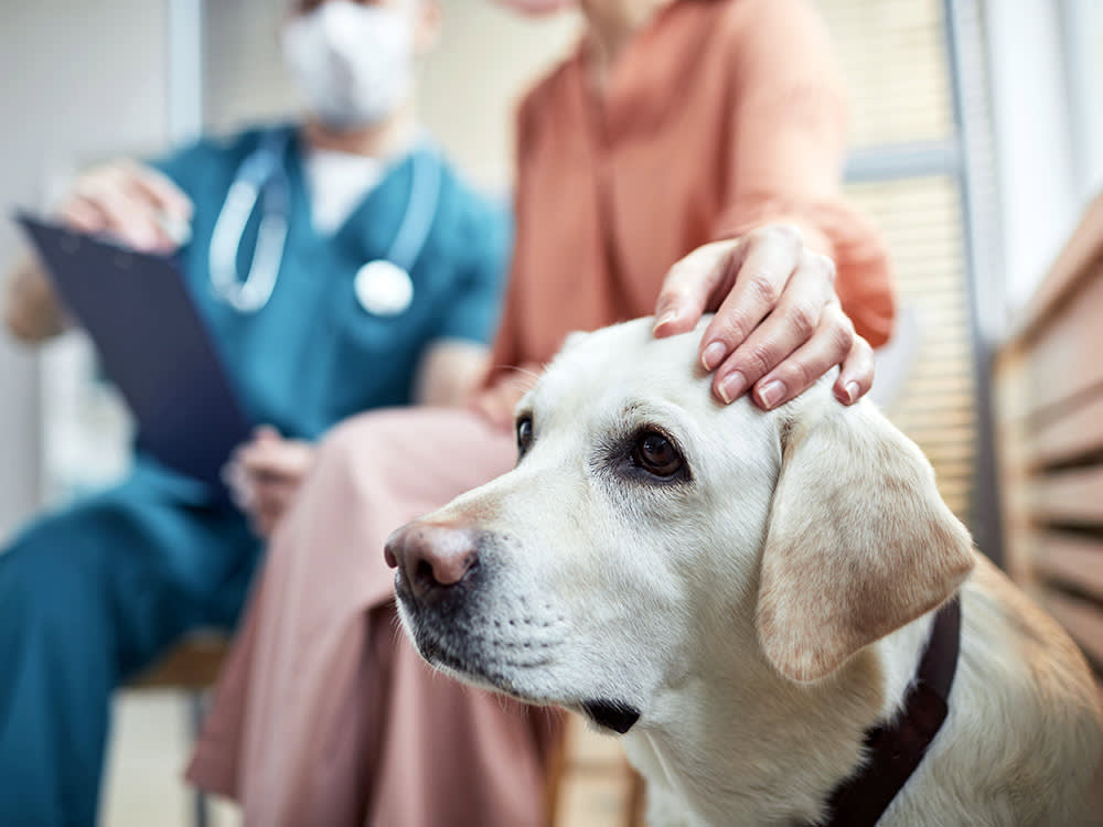 Sad Labrador dog at the vet.
