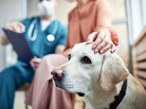 Sad Labrador dog at the vet.