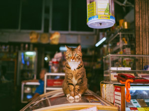 Tabby cat sitting on a freezer in a New York bodgea