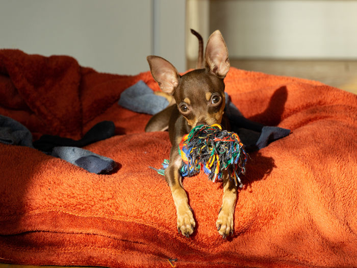 Playful Chihuahua with toy in mouth laying on an orange dog bed