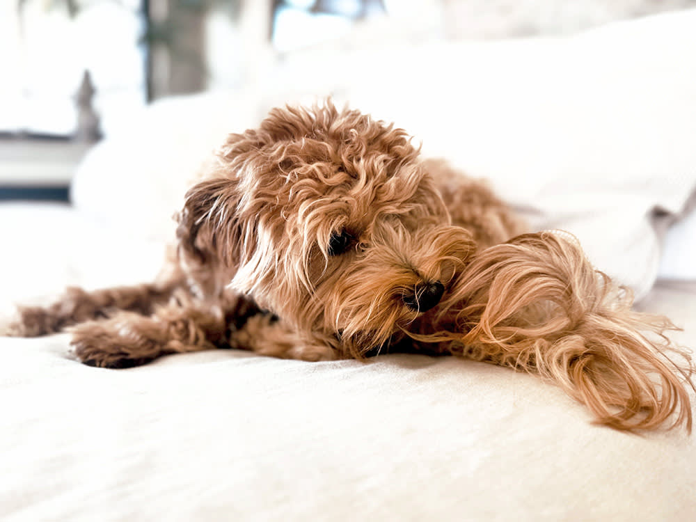 a dog sniffing their butt