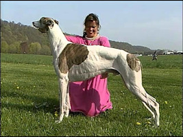 Greyhound - AKC Dog Breed Series