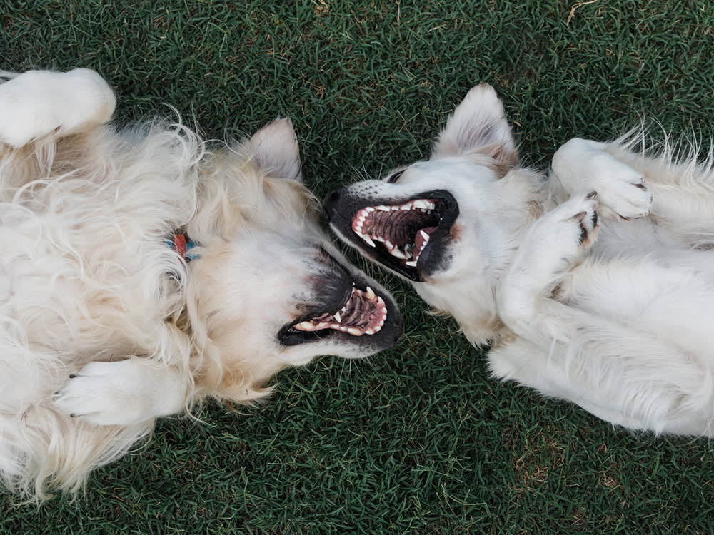 a pair of English cream retriever dogs wiggle around on their backs with big grins on their faces
