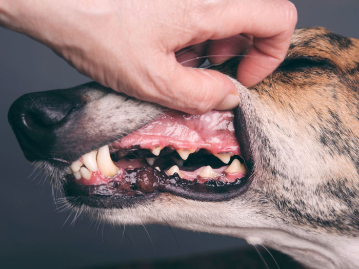 A veterinarian holds up a whippet's lip to examine their dental disease.