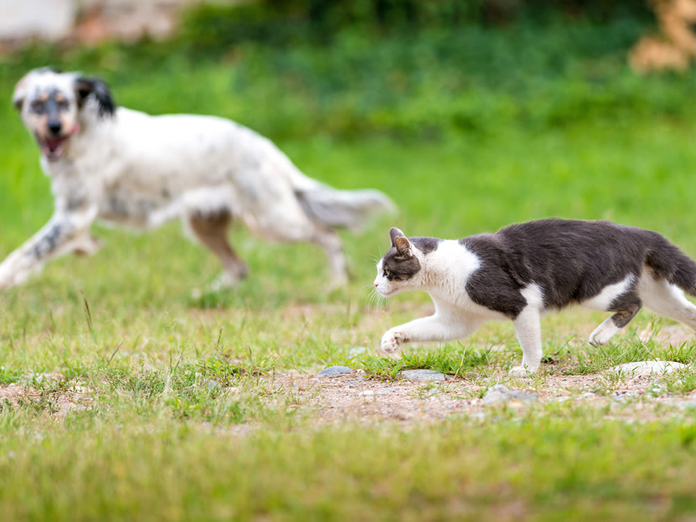 Cat running in the foreground outside with a dog out of focus running in the background