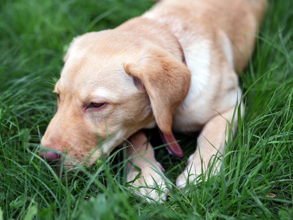 Golden retriever lying in grass with red eyes