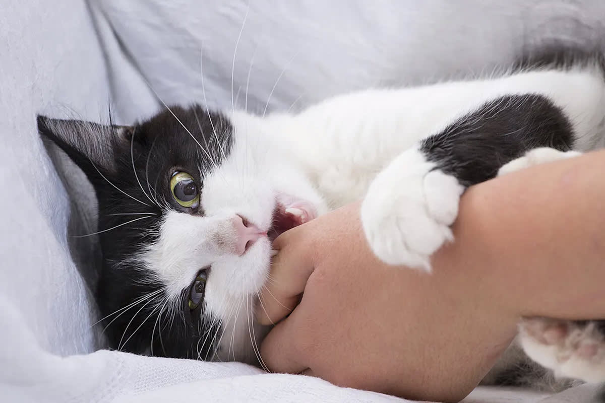 Cat biting person