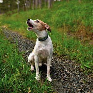 dog barking on a hiking trail