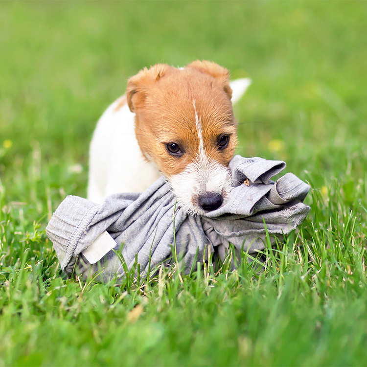 Naughty dog stealing underwear outside in the grass.