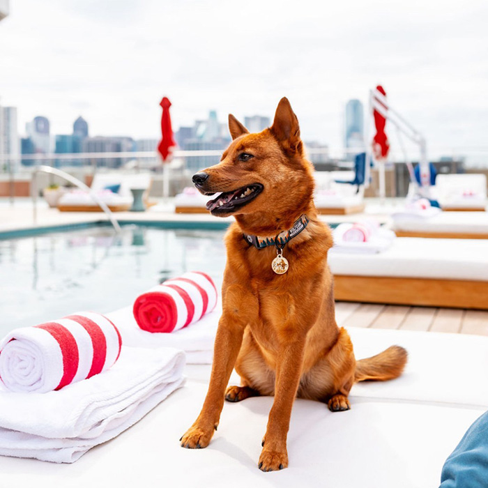 a brown dog at the Virgin Hotel