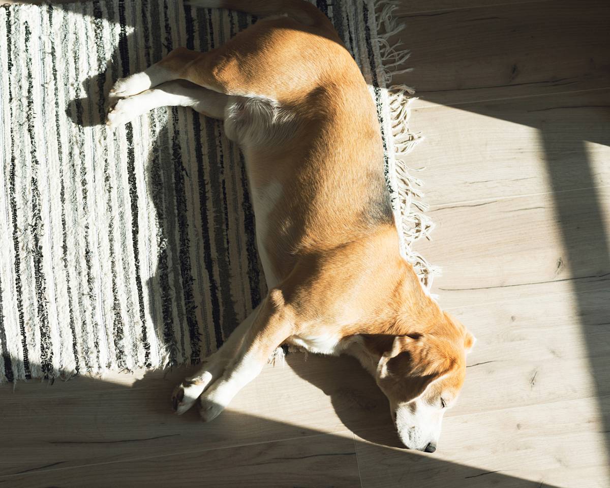 Dog lying in the sun