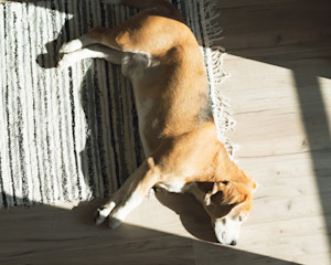 Dog lying in the sun